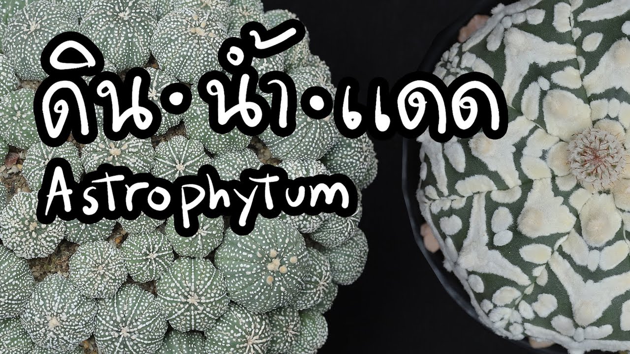 วิธีดูแล Astrophytum ให้สวย สูตรดิน การรดน้ำและแดดที่เหมาะสม | Cactus Journey EP.99