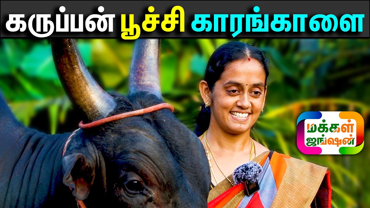 கோனாக்காரர் பரம்பரை, இனச்சேர்க்கைக்காக கருப்பன் பூச்சி காரங்காளை, அசத்தும் பெண், #makkaljunction