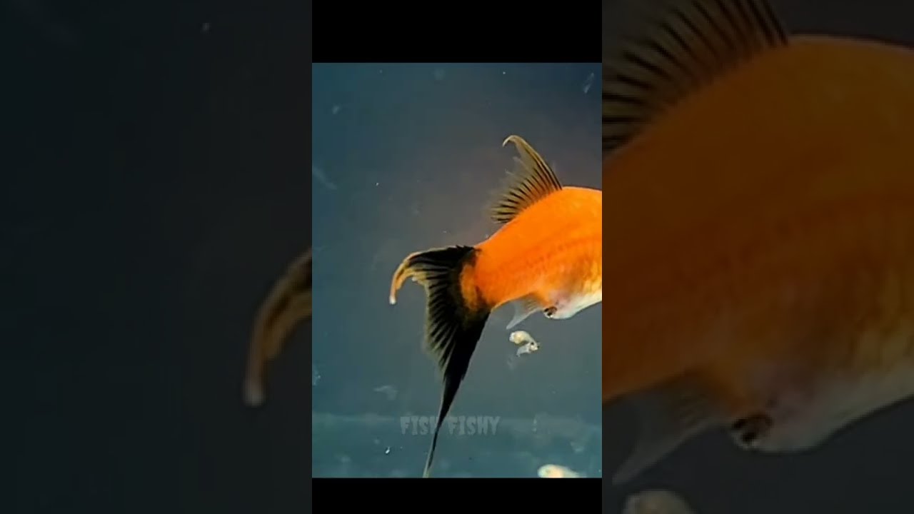 Swordtail Molly 🐠Fish Giving Birth || All Fishes | #trending |#youtubeshorts  | #shorts