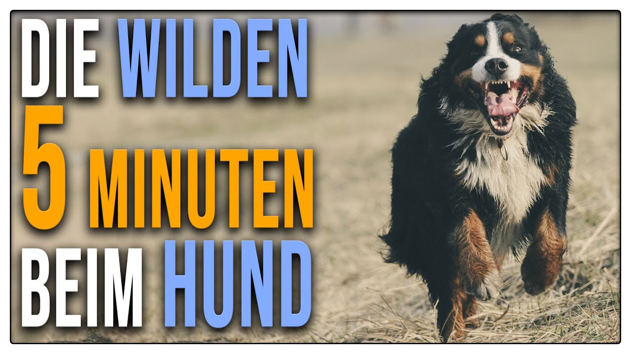 🐕  Was tun, wenn der Hund durch dreht? Fraps / Zoomies richtig verstehen - TGH 461
