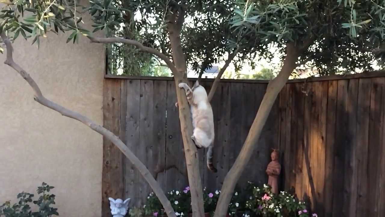 Cat climbs down tree