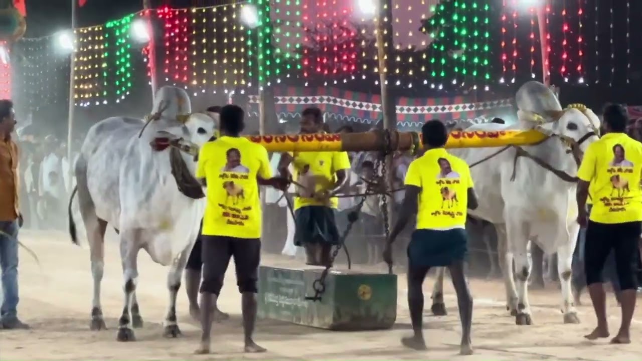 RK బుల్స్ అత్తోట రామకృష్ణ చౌదరి గారి న్యుకేటగిరి ఎద్దులు, వీరనరసింహ , సమరసింహ