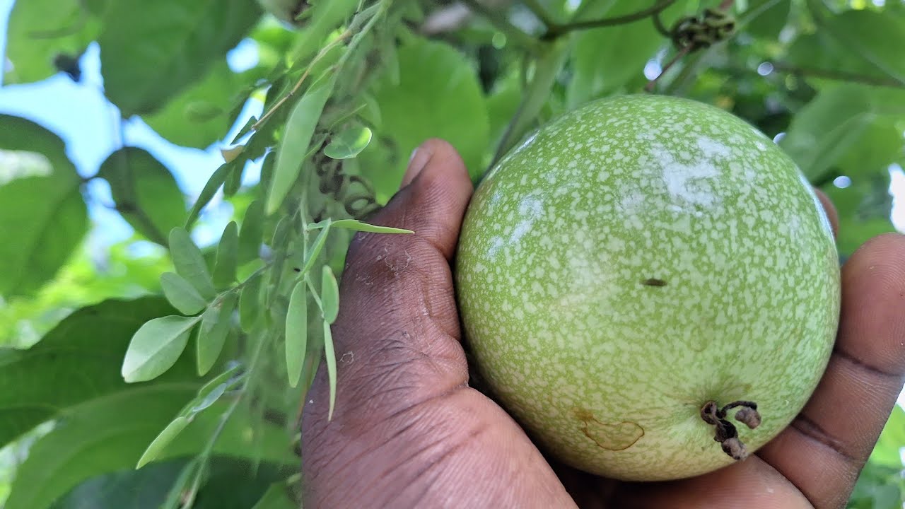 fruit de la passion (passiflore), un investissement rentable🪴🌿