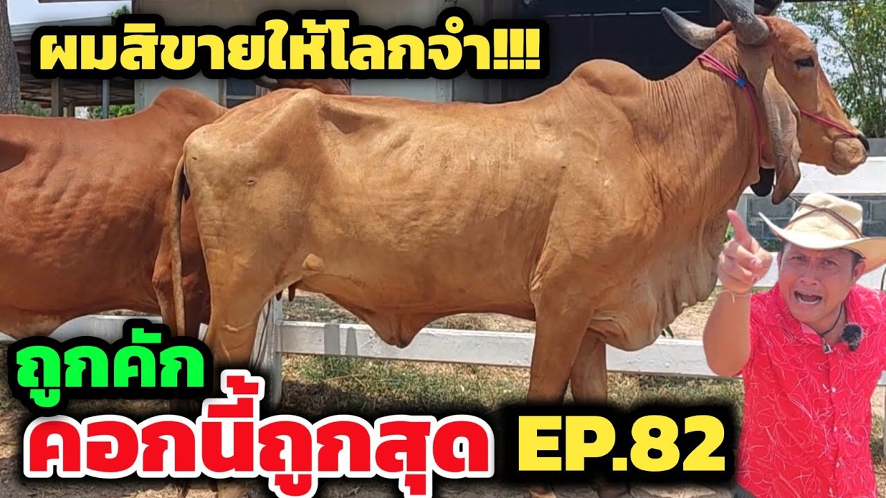 คอกนี้ถูกสุด EP.82 อึ้ง!! ถูกกว่าทุกคลิป โปรเด็ดถูกเกินจริง❗️พยุงขายถูกให้โลกจำ ชุดตั้งฟาร์มถืกคัก