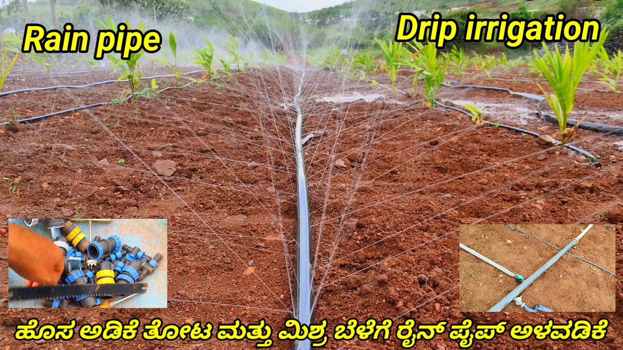 ಹನಿ ನೀರಾವರಿ ಪದ್ಧತಿ ಅಳವಡಿಕೆ ಹೊಸ ತೋಟದಲ್ಲಿ | ಮಿಶ್ರ ಬೆಳೆ ಸೊಪ್ಪಿನಗೆ ರೈನ್ ಪೈಪ್  ಅಳವಡಿಕೆ ಮಾಹಿತಿ | rinepipe