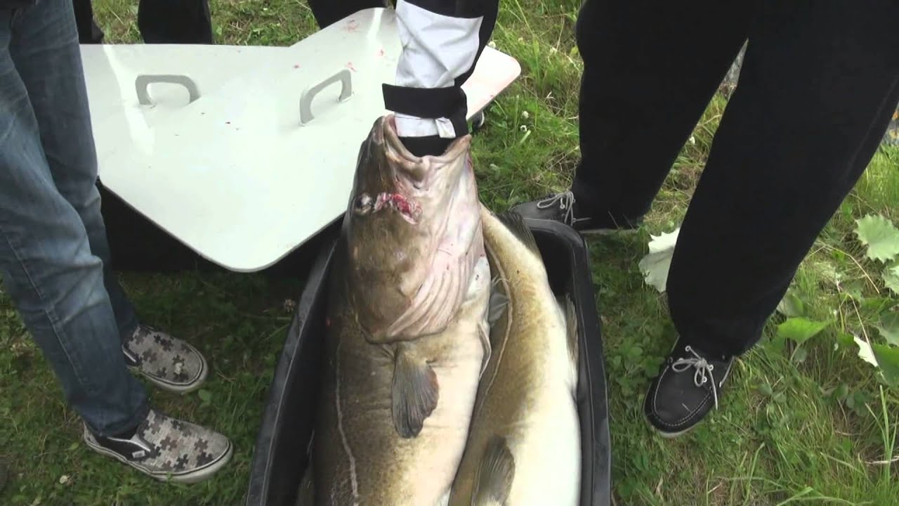 Sømna. Fiskefestivalen 2007