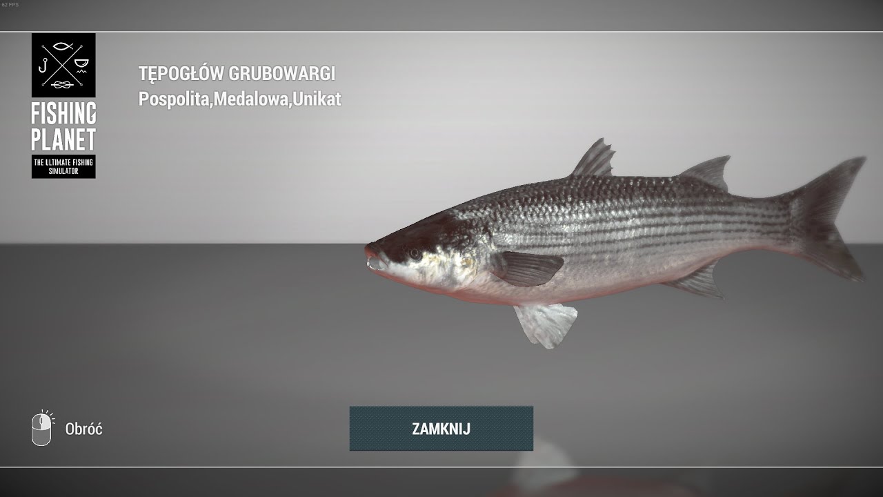Fishing Planet Ghent-Terneuzen Canal Netherlands Unique Thicklip Grey Mullet |Unikatowy Tępogł&oacute;w Grb