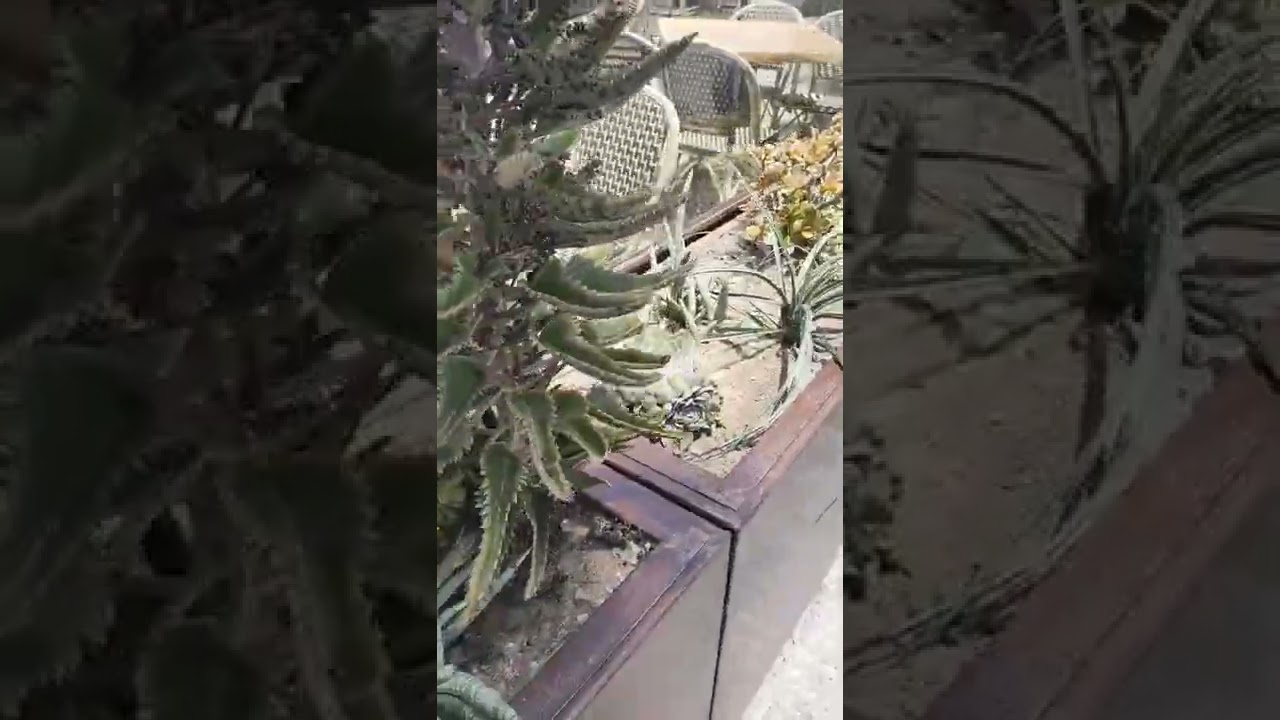 🏜️BEAUTIFUL🌵GREASE🏜️PLANTS🌵