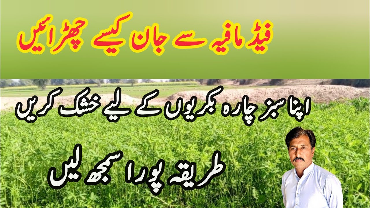 How to dry green fodder for goats at home|| small goat farming 