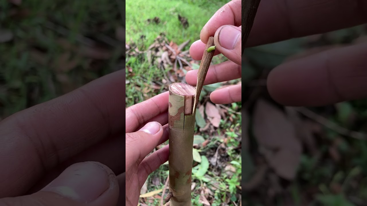 guava grafting method