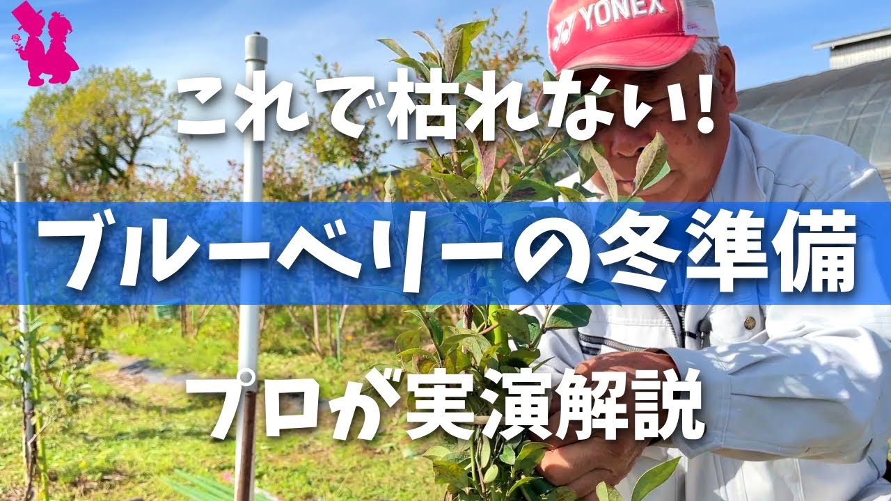 【保存版】ブルーベリーの冬囲いで寒さと雪対策(鉢植え・地植え)