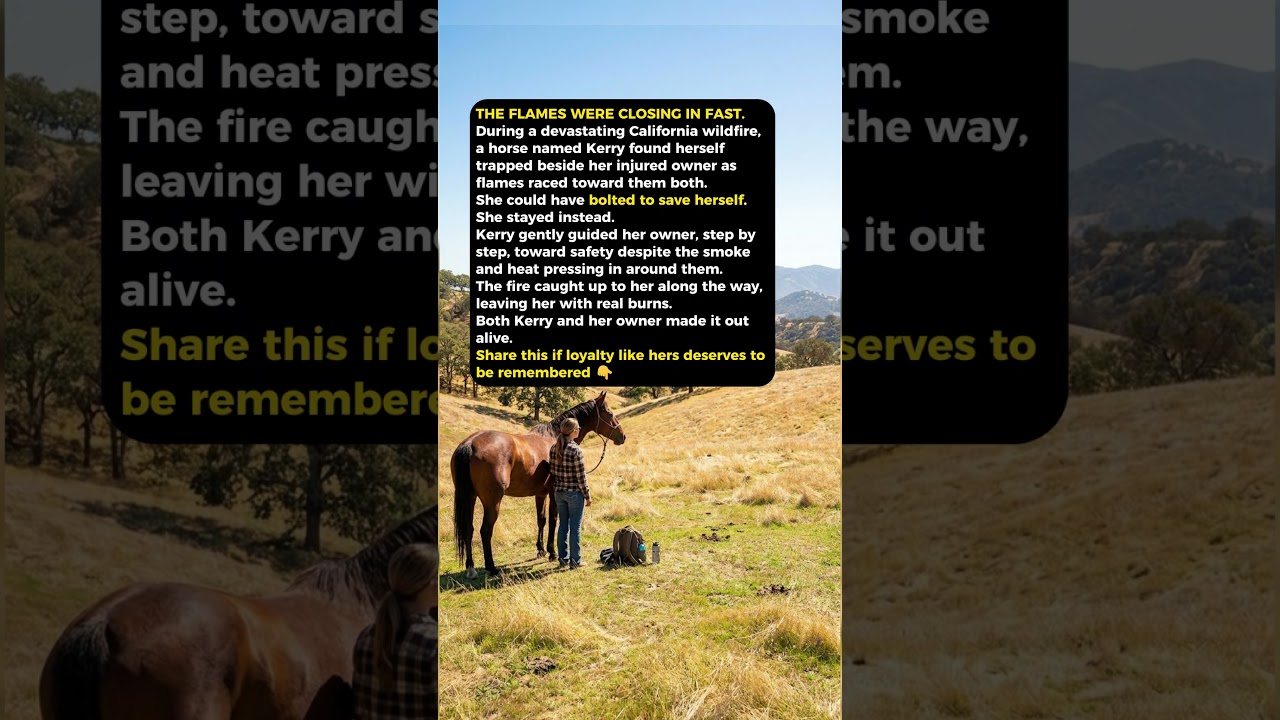 This Horse Refused to Leave Her Owner as Wildfires Closed In #shorts