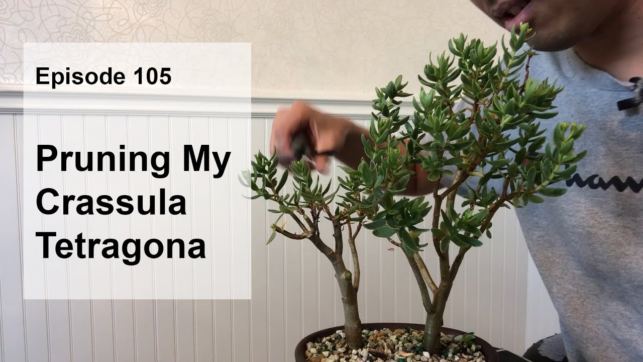 Episode 105, Pruning My Crassula Sarcocaulis