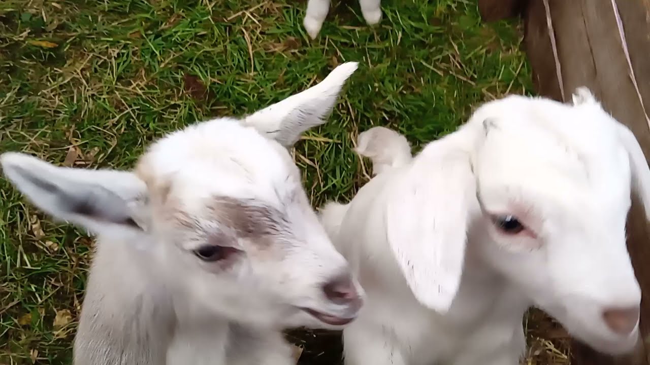 small goat feed--hrana caprelor mici