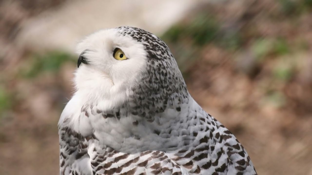 Snowy Owl Spirit Animal Meaning