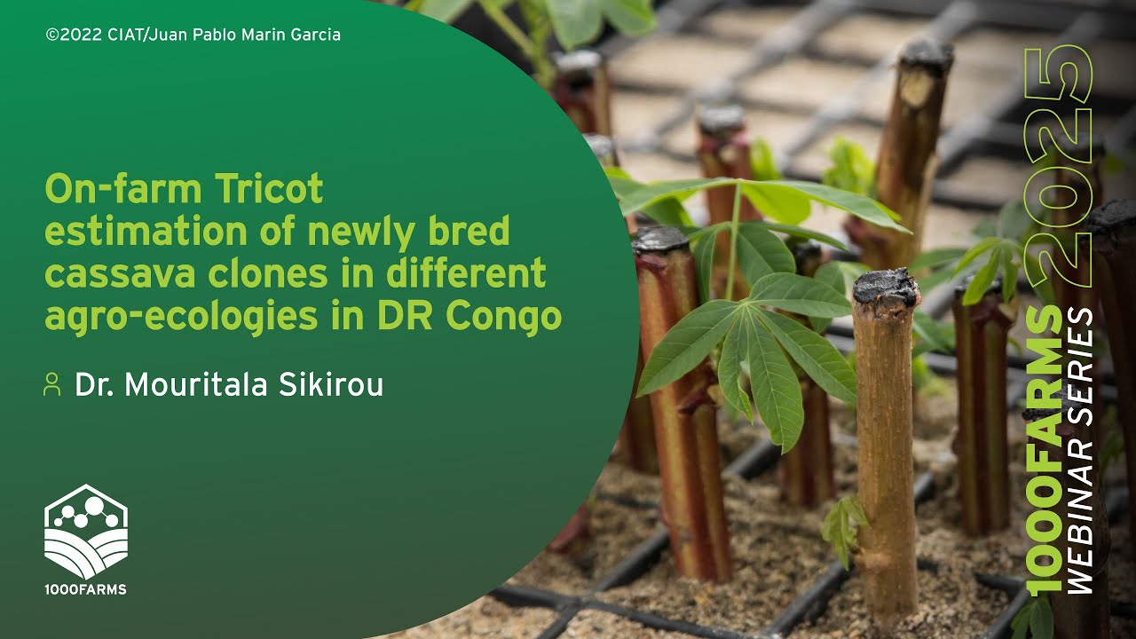 On-farm Tricot estimation of newly bred cassava clones in different agro-ecologies in DR Congo