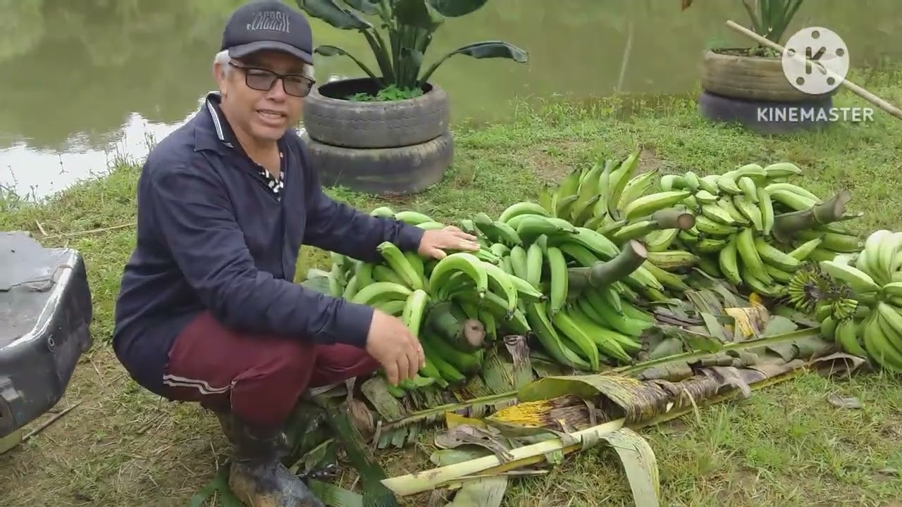 veja quantas bananas tem nesse caso de banana da terra sete Palmas