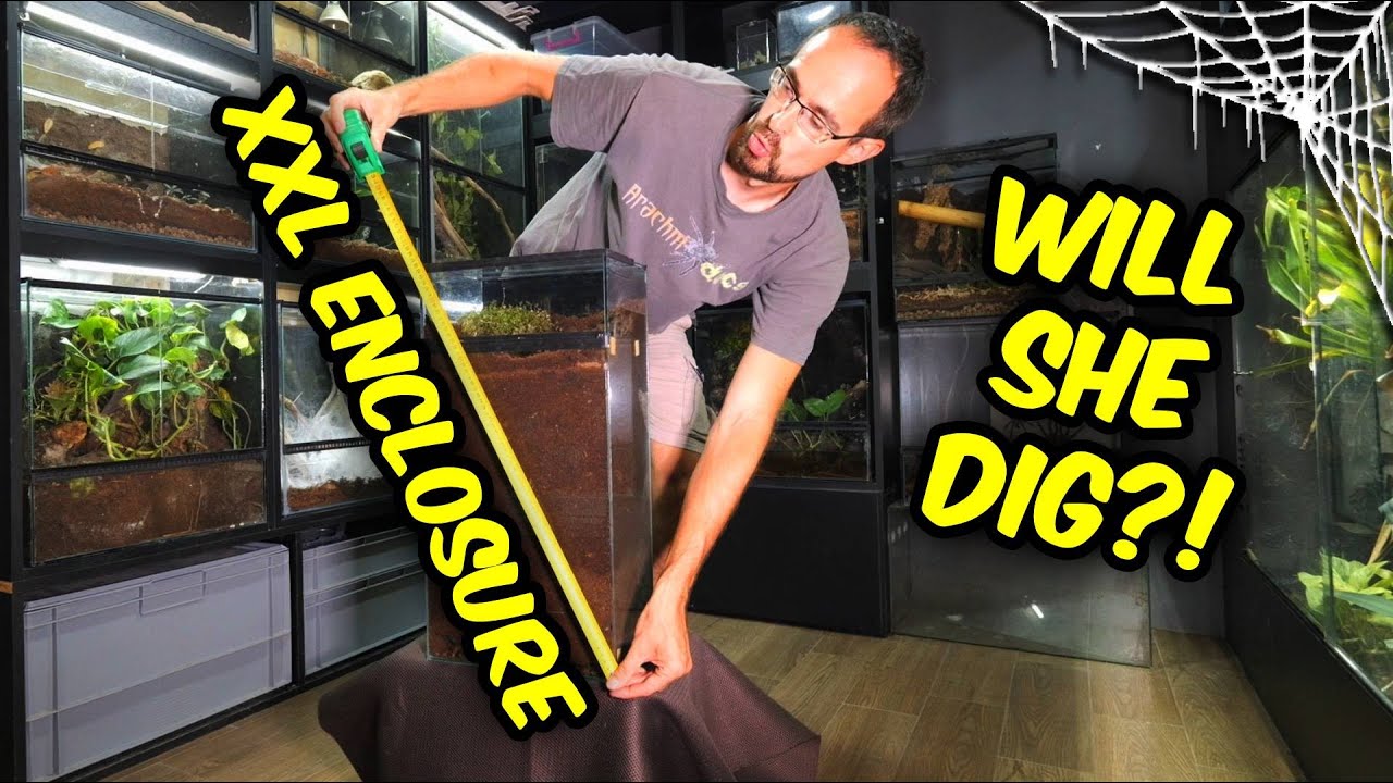 WILL TARANTULA DIG? Another super deep enclosure!