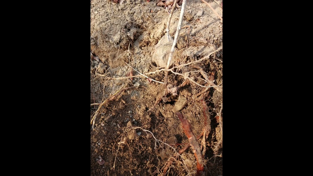 하수오 산행