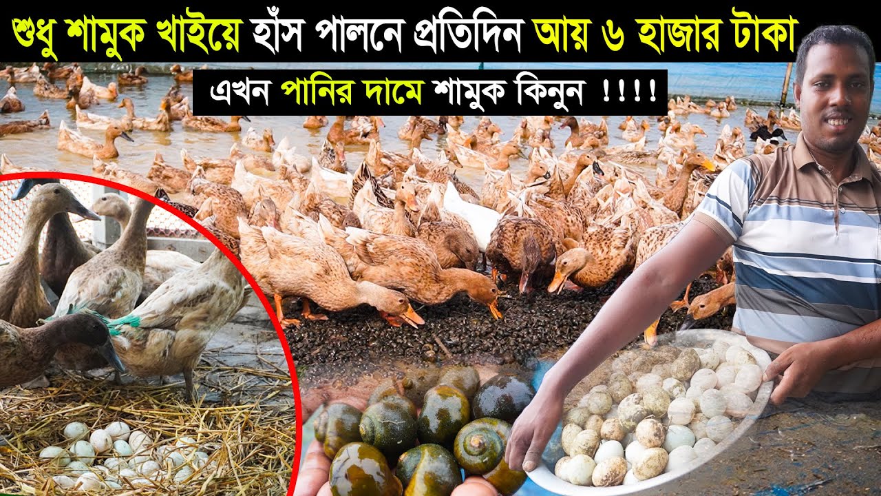 সস্তা মূল্যের শামুক খাইয়ে প্রতিদিন আয় ৬ হাজার টাকা | পানির দামে শামুক বিক্রয়  |  মোবাঃ 01314-701085