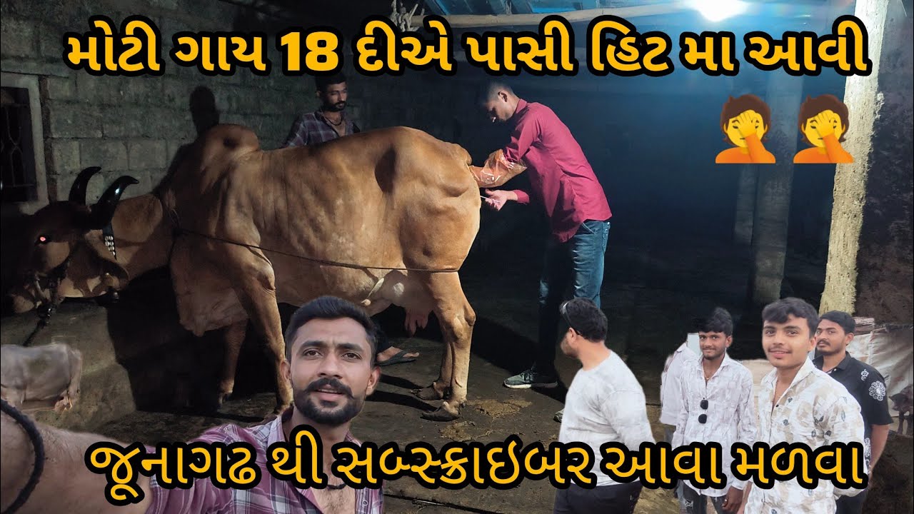 મોટી ગાય એ 18 દીએ પાસી હિટ મા આવી 🤦🤦🤦