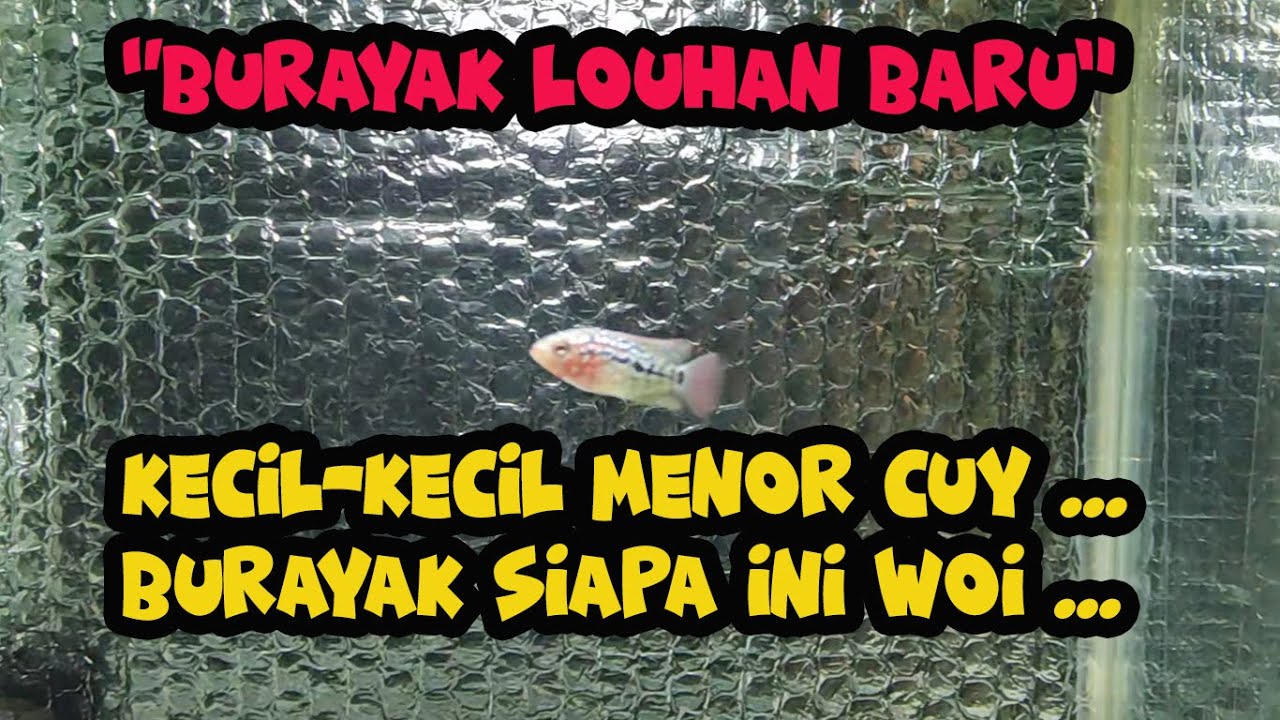 Unbungkus Burayak Louhan Kamfa F2 CAN MAZAOKI Ori Thailand PART 1