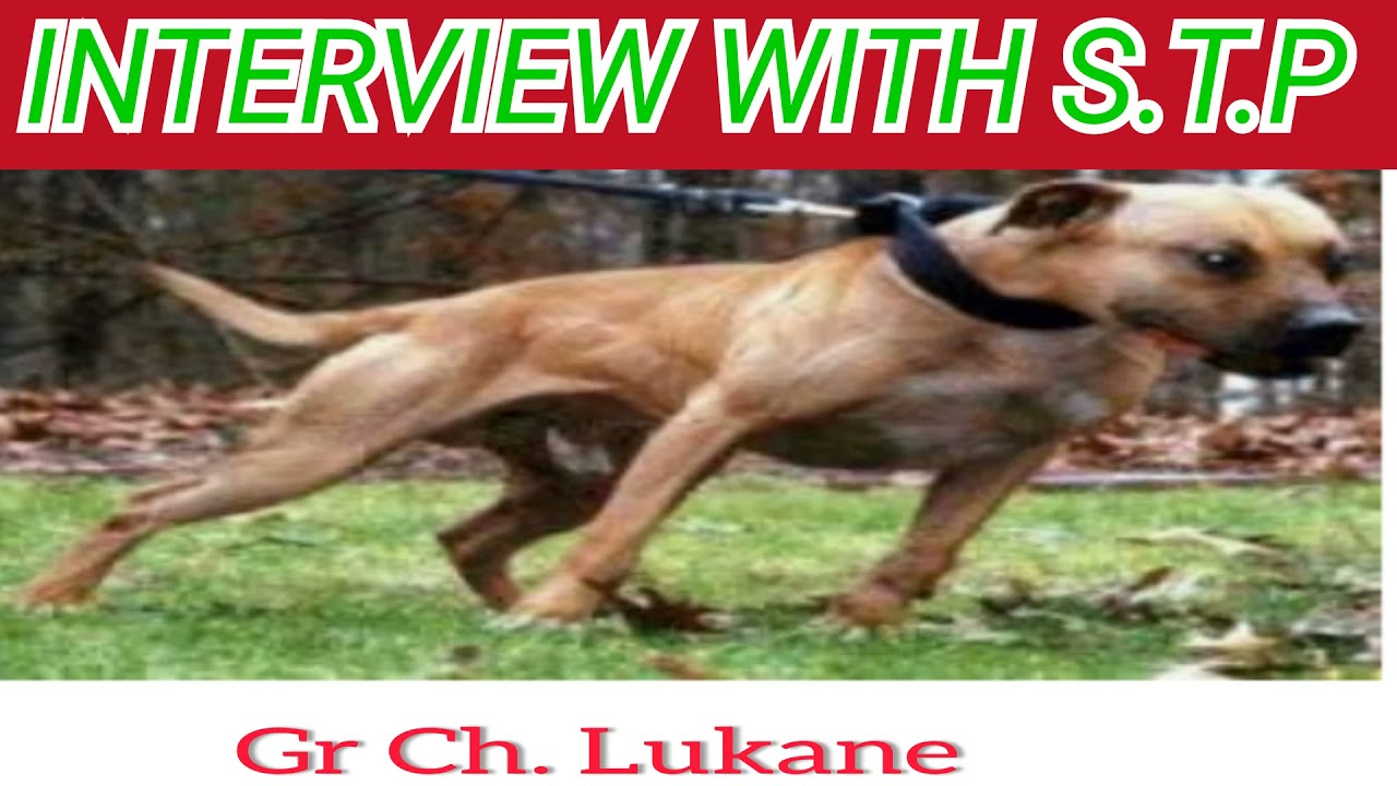 DogMan Legend's S.T.P Interview