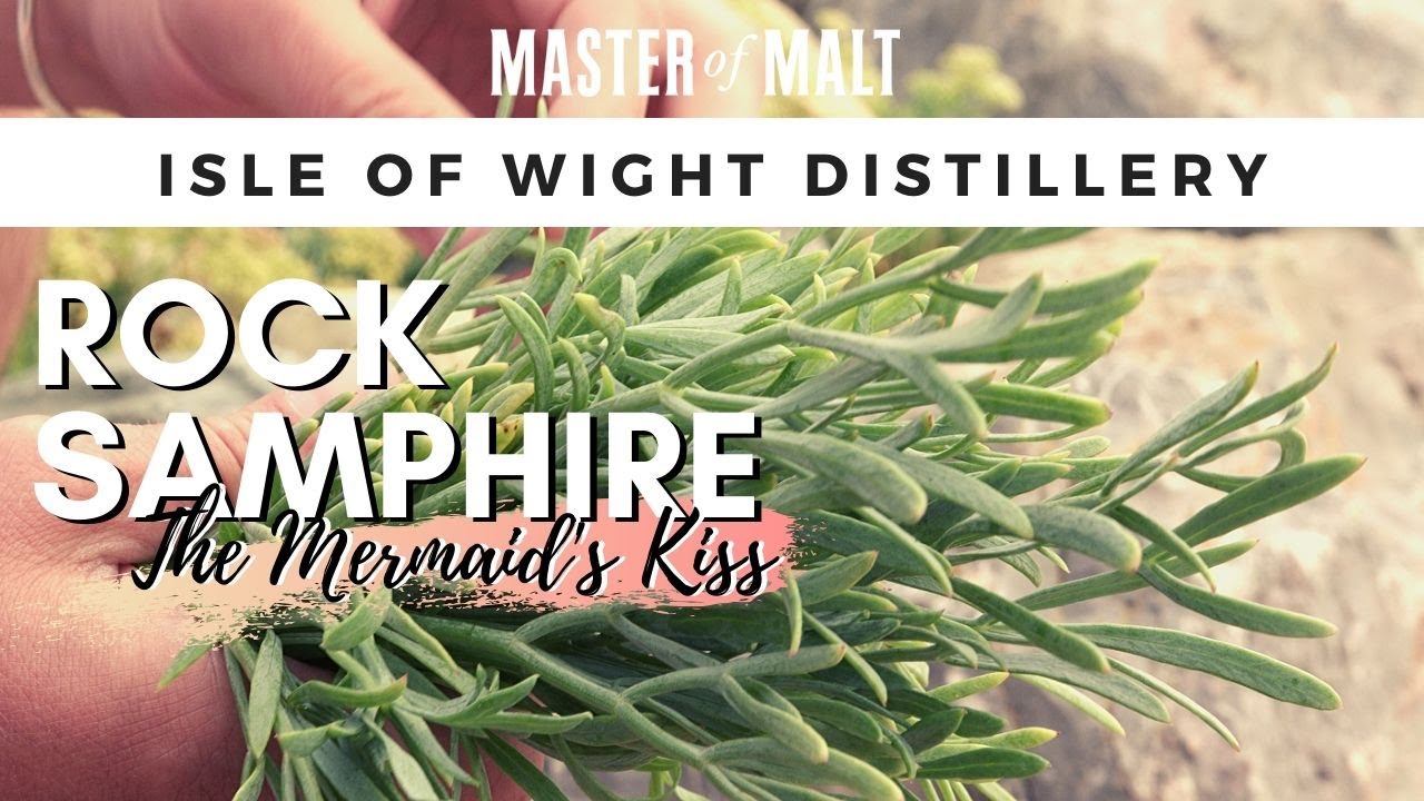 Mermaid Gin: Foraging rock samphire