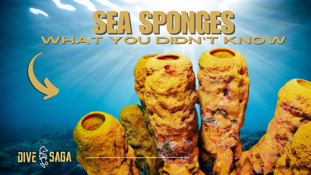 Interesting Facts About SEA SPONGES