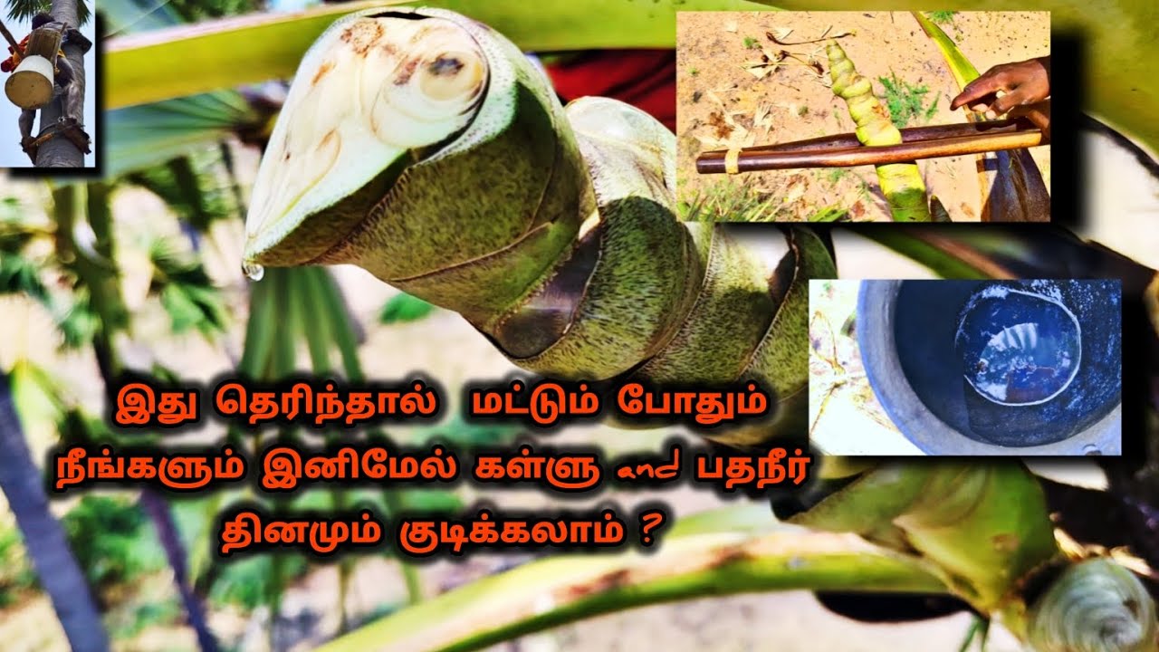 கள்ளு and பதநீர் தினமும் குடிக்க 😋எல்லோரும் இதை try பன்னுங்க 👍பருதப்பனை இடுக்கும் 👍🫱🏻‍🫲🏿#panaiyeri