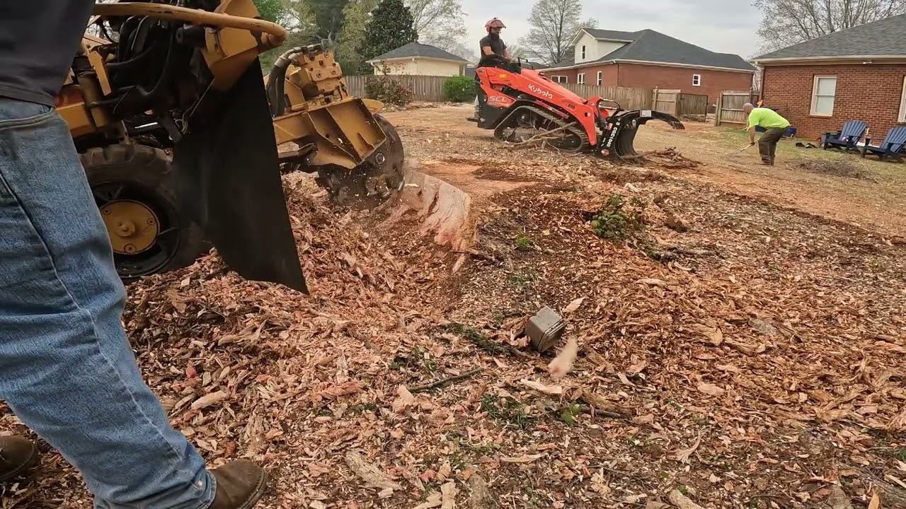 Stump Grinding Tips What to Look for & Avoid!