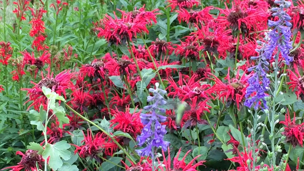 Hummingbird at bee balm