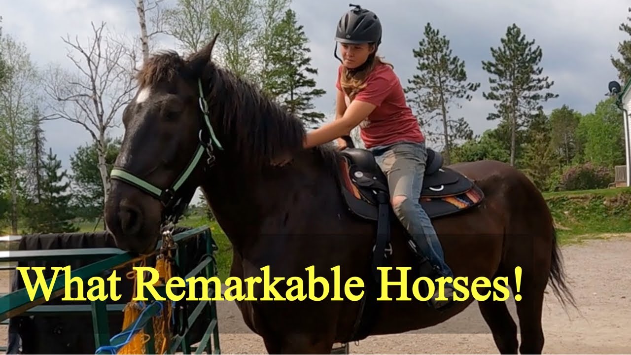 Their First Time With A Saddle Was UNBELIEVABLE!