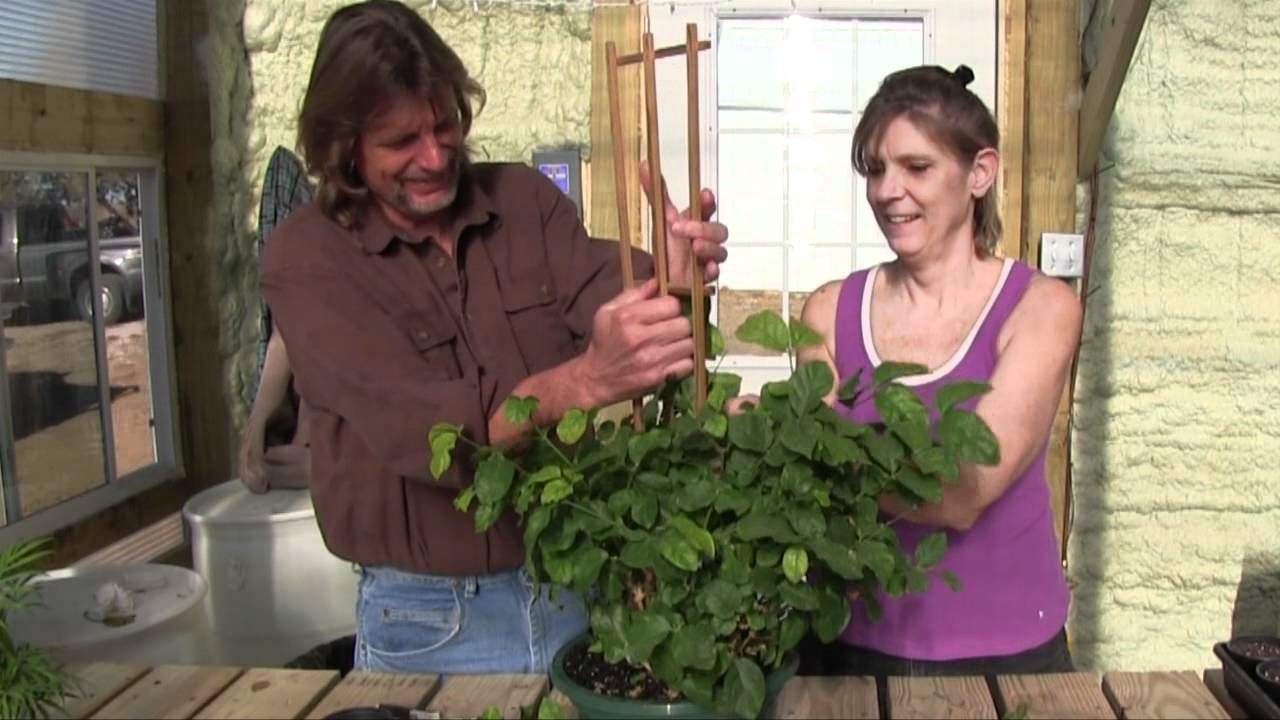 Insulated Greenhouse -Trellising a Jasmine Plant