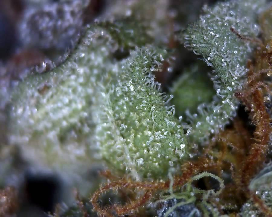 Orange Bud Trichomes