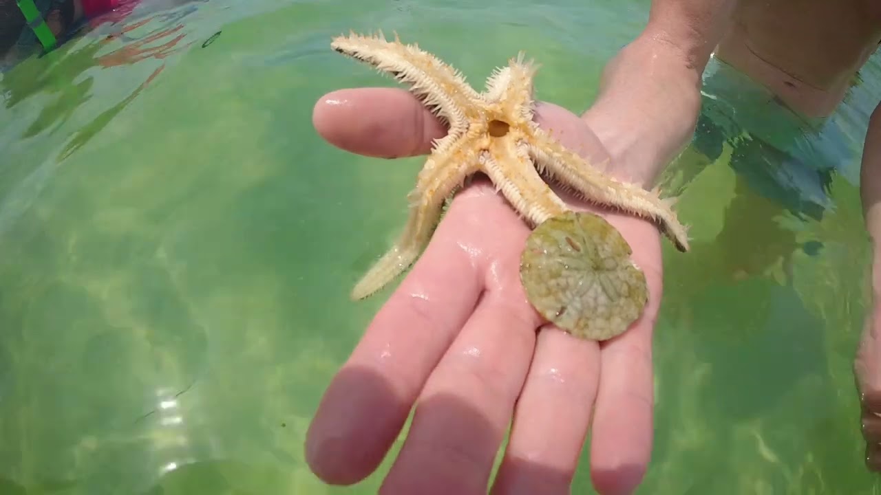 Marine Biology Tour With Flippin Awesome Adventures  #panamacitybeach