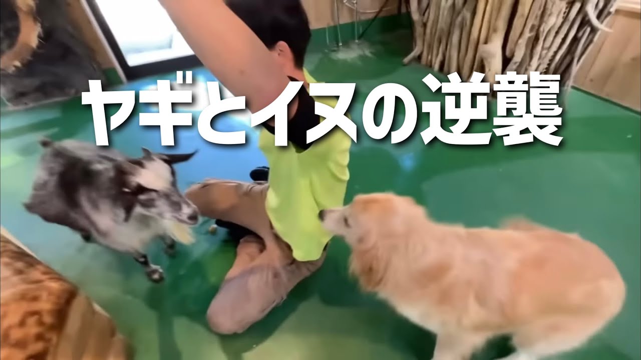【長崎バイオパークのカオス】キャサリンときなこの仕業｜ヤギと犬と山本と…