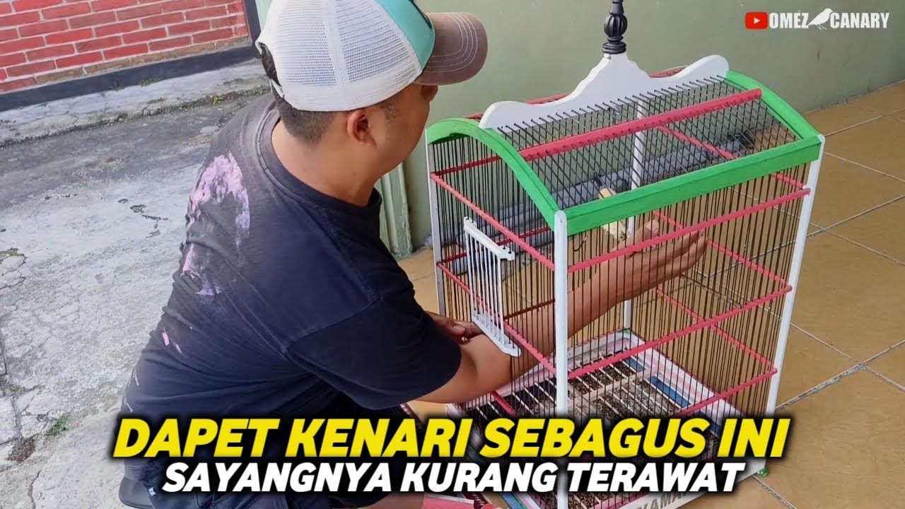 DAPET KENARI MURAH DARI FB‼️SEBAGUS INI KALAU DIRAWAT PASTI JADI MAHAL