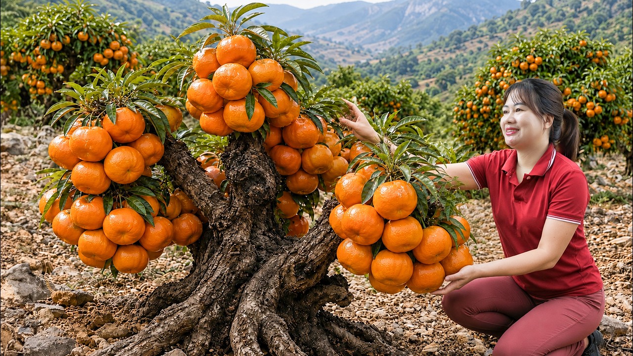 Harvesting 500Kg Sweet Mountain Oranges to Sell | Tropical Fruit From Rocky Mountains