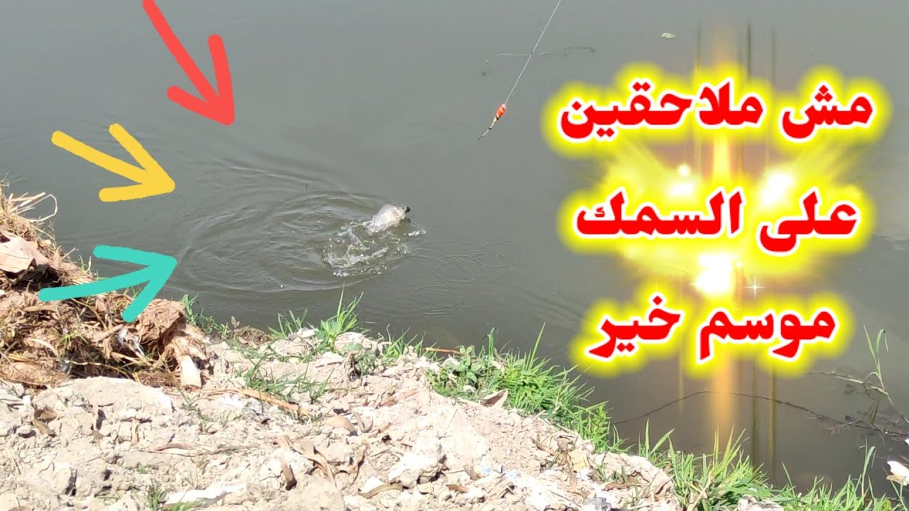 بشاير الخير فى صيد السمك فى شهر رمضان افضل طعم حاليا لصيد السمك فى صيادين النوبارية والمتر