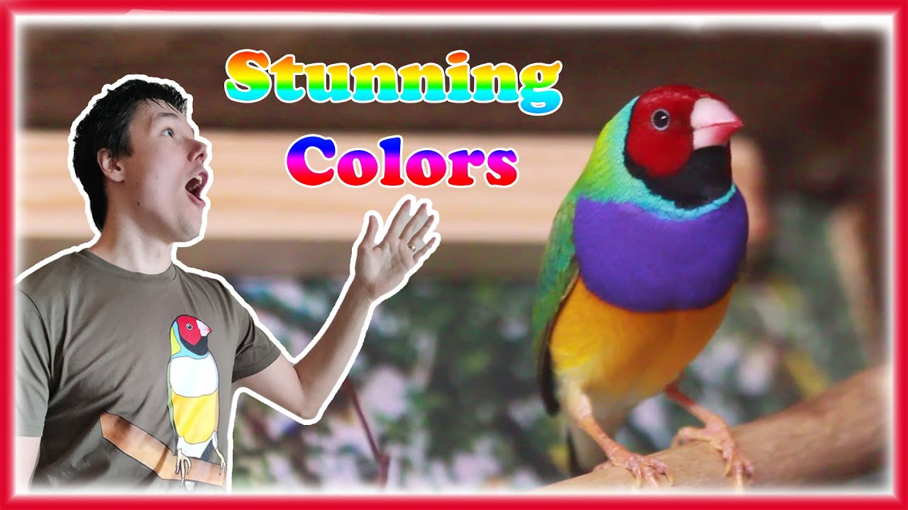 Releasing *STUNNING* Birds, Gouldian Finch Colony Breeding