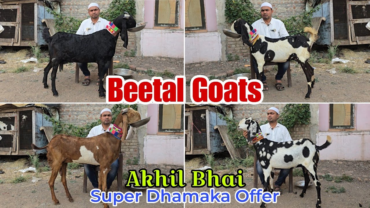 Akhil bhai ka Super Dhamaka Offer on Beetal goats at Jariwala Goat Farm Yeola Maharashtra 