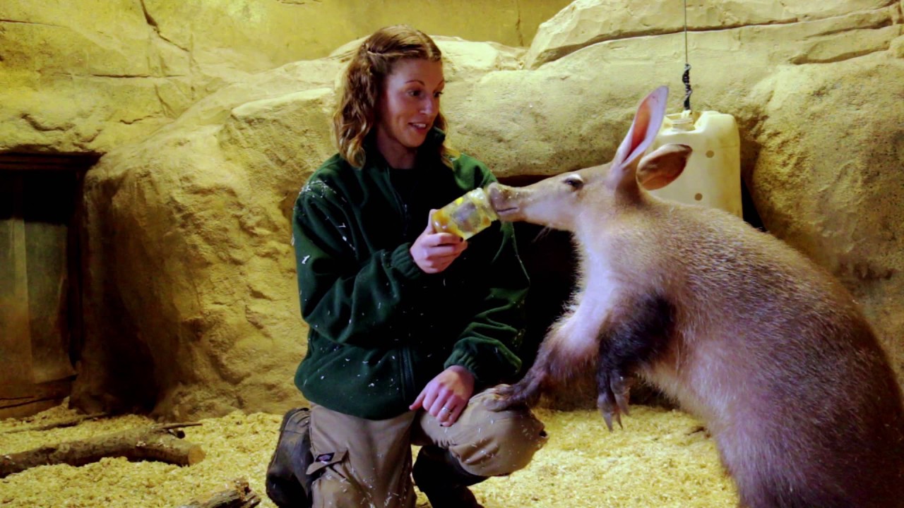 They say you should never work with animals or children...