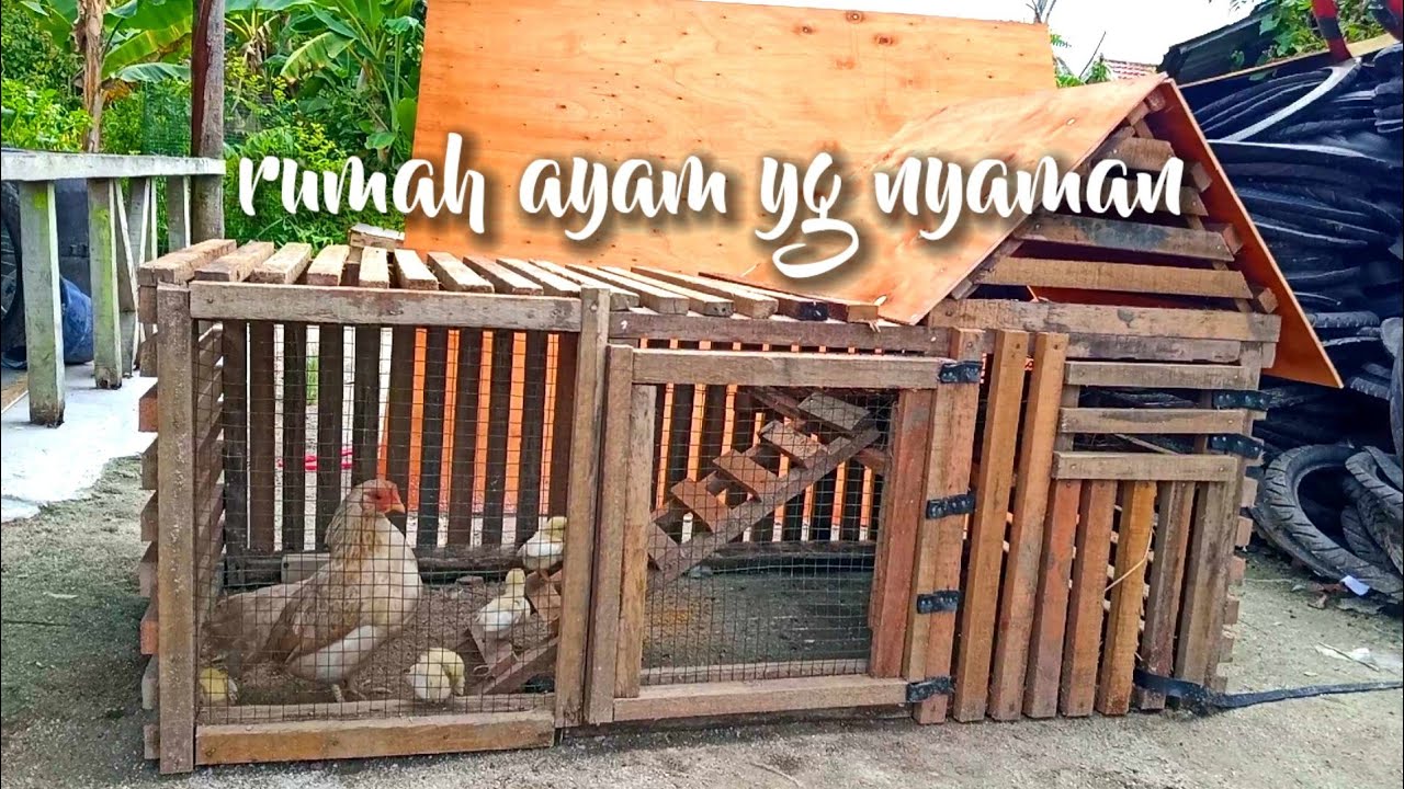 Model rumah yang disukai ayam
