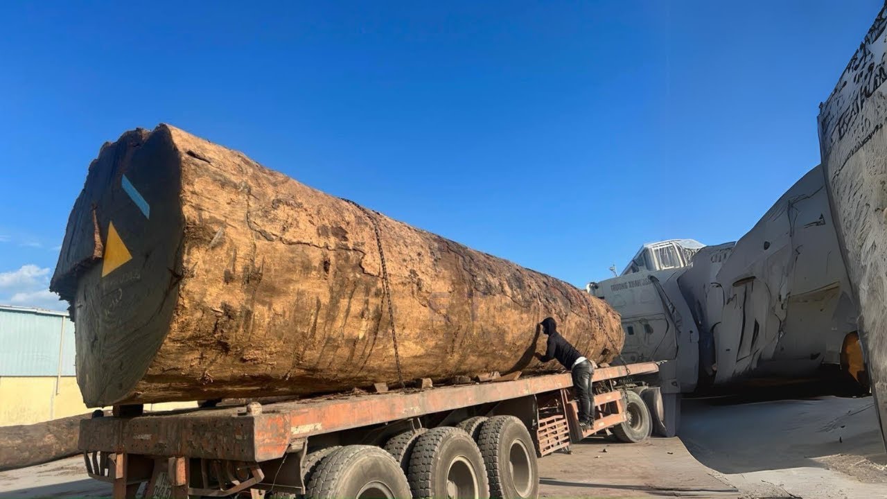 Amazing Sawmill Wood Cutting - Super Huge Old Tree Saws And Unexpected Values | Enduring Timbereraft