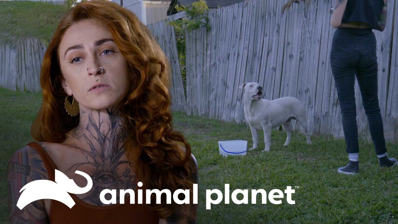 Cachorro se comporta extraño por una conmovedora razón | Pit bulls y convictos | Animal Planet