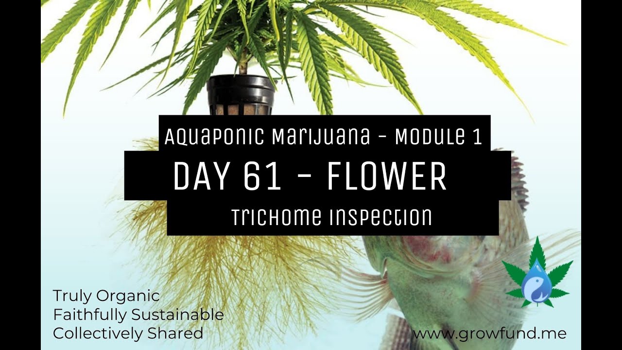 Day 61 - Flower - Aquaponic Marijuana -- Trichome Inspection
