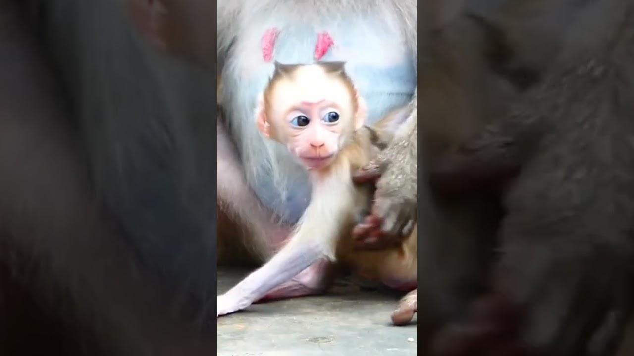 #cute #baby #monkey #kids #family #animalrockstar #animalvillagecutest #animals #babymonkey #funny