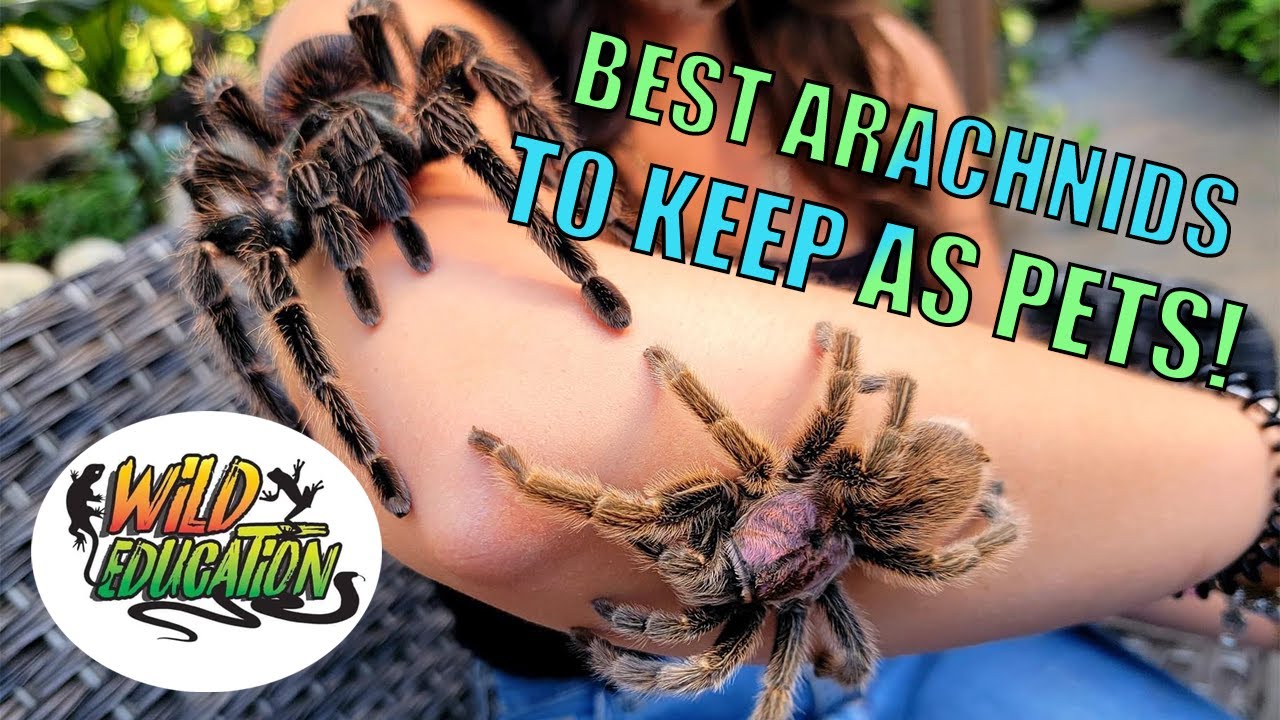 BEST ARACHNIDS TO KEEP AS PETS! (LAST EPISODE AT WILD EDUCATION -- FOR NOW)