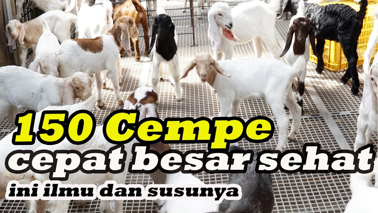 PERAWATAN CEMPE AGAR CEPAT BESAR DAN SEHAT 150 CEMPE LEPAS SAPIH , PETERNAKAN MODERN
